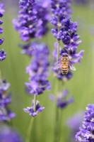 Honey bee on English lavender in July