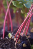 Buckwheat seedings - Fagopyrum esculentum for use as micro greens