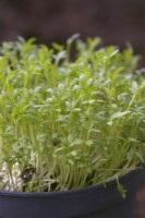 Lepidium sativum Curled Cress as a sprouting salad micro greens crop