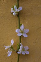 Yellow Japanese Plum - Prunus 'Shiro' (D) blooming on a south facing wall in mid March