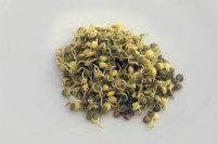 Sprouted Puy lentils - Lens esculenta puyensis