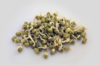 Sprouting Mung Beans - Vigna radiata