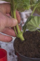 Propagating Pelargonium Paul Crampel from nodal stem cutting - insertung cuttings around edge of a 1 litre pot