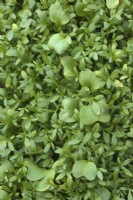 Growing micro greens - Lepidium sativum Curled Cress with  Raphanus sativus 'China Rose' in a thin layer of compost