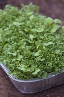 Growing micro greens - Lepidium sativum Curled Cress with  Raphanus sativus 'China Rose' in a thin layer of compost