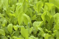 Eruca vesicaria - Rocket or arugula sown on a thin layer of compost to develop as micro-greens