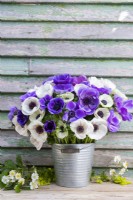 Bouquet of Anemone Blue and Panda in galvanised bucket