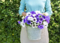 Woman holding galvanised bucket with Anemone Blue and Panda 
