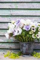Bouquet of Anemone Pastel Mix and Panda in galvanised bucket 