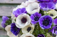 Anemone Blue and Panda - closeups of flowerheads 