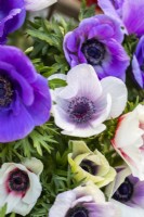 Anemone Blue and Pastel Mix - closeup of flowerheads