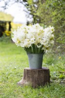 Bouquet of white Narcissus - Daffodils in galvanised bucket on tree stump