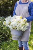 Woman holding bucket with bunch of white Narcissus - Daffodils 