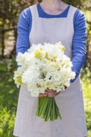 Woman holding bunch of mixed white Narcissus - Daffodils 
