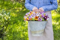 Woman holding picked Tulipa Rembrandt Mix - Tulips in galvanised bucket 
