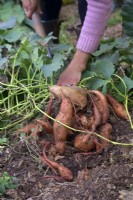 Lifting Sweet Potato - Ipomoea batatas 'Beauregard' in late October - growing under cover in UK
