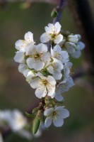 Plum Mirabelle 'Golden Sphere' flowering in late March