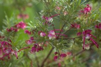 Grevillea rosmarinifolia 'Jenkinsii'