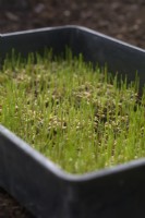 Sprouting Wheat - Triticum sp. 5 days after sowing on a thin layer of compost to allow production of shoots for harvesting as micro-greens