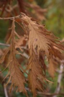 Quercus dentata 'Pinnatifida' in late autumn