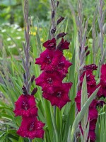 Gladiolus 'Black Surprise' in rain August