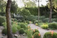 A garden of largely green plants at Dip-on-the-Hill, Ousden, Suffolk in August featuring clipped Lonicera nitida, Buxus sempervirens and Eleagnus x ebbingeii amongst trees and bright accents of orange kniphofias and crocosmias.