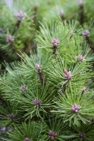 Pinus mugo in August