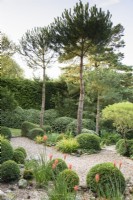 Tall Pinus pinea rise between clipped mounds of evergreens including box and Lonicera nitida at Dip-on-the-Hill, Ousden, Suffolk in August with kniphofias providing accents of orange.