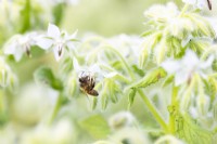 Bee on a Borage flower