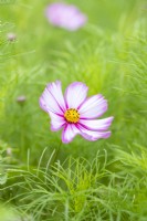 Cosmos 'Candy Stripe'