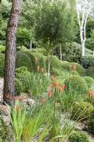 Garden of predominantly green plants including clipped Lonicera nitida  with trees such as Phillyrea latifolia, pines and white stemmed birch at Dip-on-the-Hill, Ousden, Suffolk in August. Accents of colour are provided by kniphofia and crocosmia.
