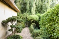 Gravel path behind the house framed with clipped Lonicera nitida, laurel hedging, and a cloud pruned Osmanthus x burkwoodii at Dip-on-the-Hill, Ousden, Suffolk in August