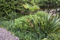 Phormium cookianum amongst ground cover ivy in August