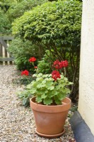 Red flowered pelargonium in a terracotta pot in August