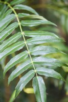 Mahonia oiwakensis subsp. lomariifolia in August
