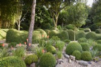 A garden of largely green plants at Dip-on-the-Hill, Ousden, Suffolk in August featuring clipped Lonicera nitida and Buxus sempervirens below standard Phillyrea latifolia and other trees, with bright accents of orange kniphofias.