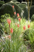 Orange kniphofias in August