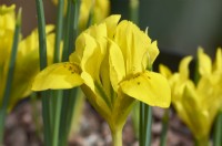 Iris danfordiae syn. Iris reticulata 'Danfordiae' - Danford iris