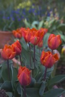 Tulipa 'Hermitage' growing in clay terracotta pots