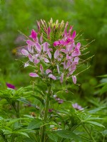Cleome hassleriana or Spider plant after rain shower August