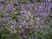 Thalictrum delavayi in flower after rain August Summer