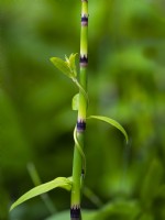 Equisetum var hyemale - Horsetail with Calystegia sepium - Hedge bindweed climbing 
