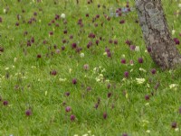 Naturalised fritillaria under trees in grass