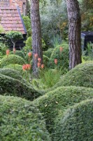 Undulating mounds of clipped Lonicera nitida framing kniphofias, with clipped box and the trunks of pines beyond at Dip-on-the-Hill, Ousden, Suffolk in August