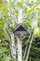 Bird box on a silver birch tree
