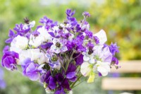 An arrangement of Nigella papillosa 'Delft Blue', Salvia viridis 'Blue Monday', Verbena rigida 'Santos', Lathyrus 'High Scent', 'Pluto' - Sweet Peas in a glass vase