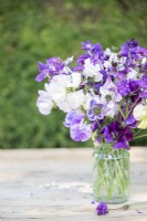 An arrangement of Nigella papillosa 'Delft Blue', Salvia viridis 'Blue Monday', Verbena rigida 'Santos', Lathyrus 'High Scent', 'Pluto' - Sweet Peas in a glass vase