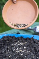Placing seeds on the clay, compost mix