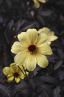 Dahlia 'Mystic Illusion' - Single flowered Dahlia
