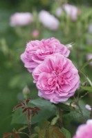 Rosa 'Gertrude Jekyll' - Rose 